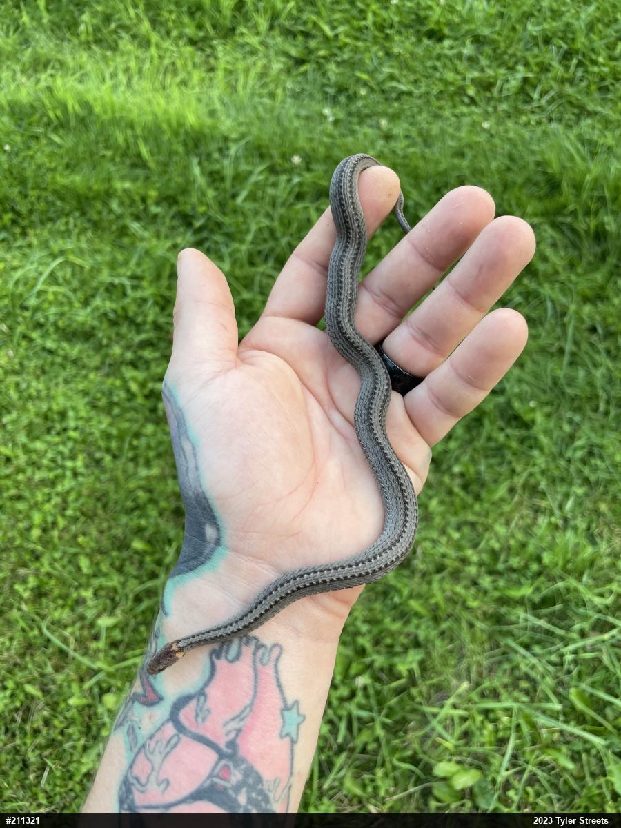 Red-bellied Snake