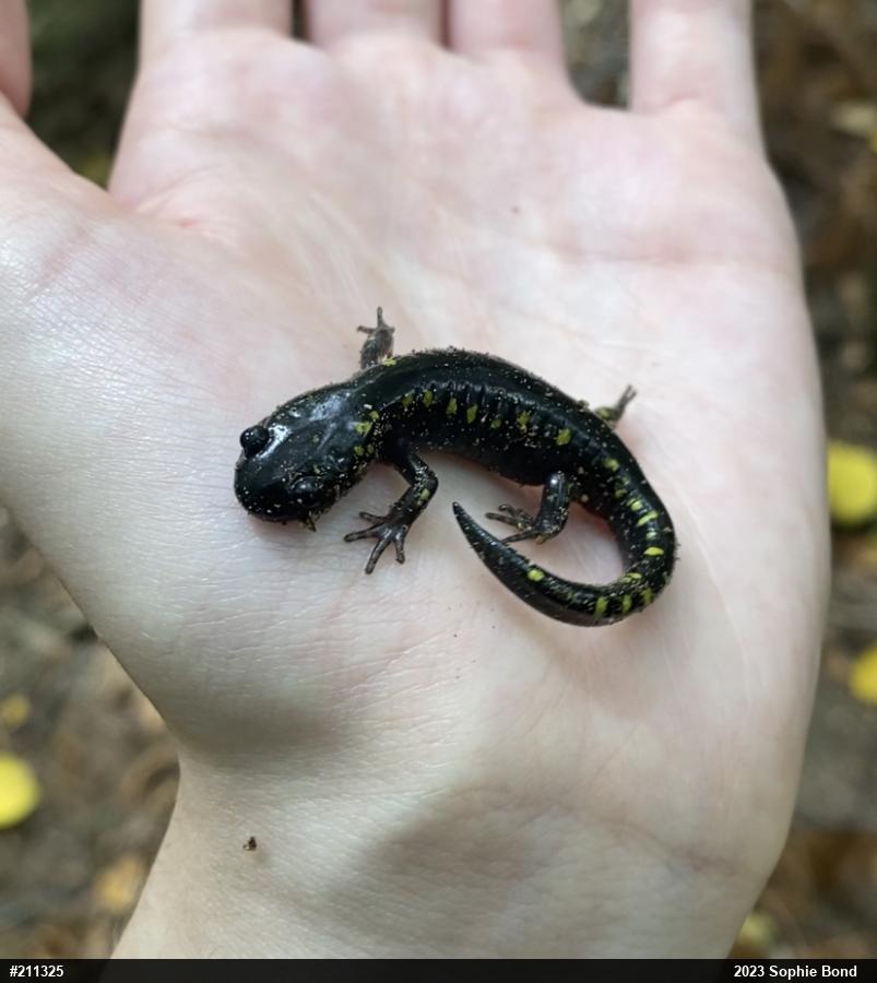 Spotted Salamander