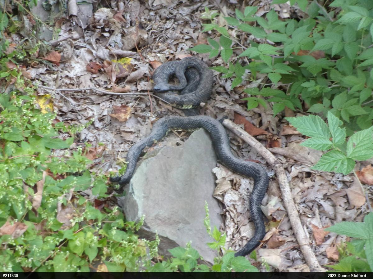Timber Rattlesnake