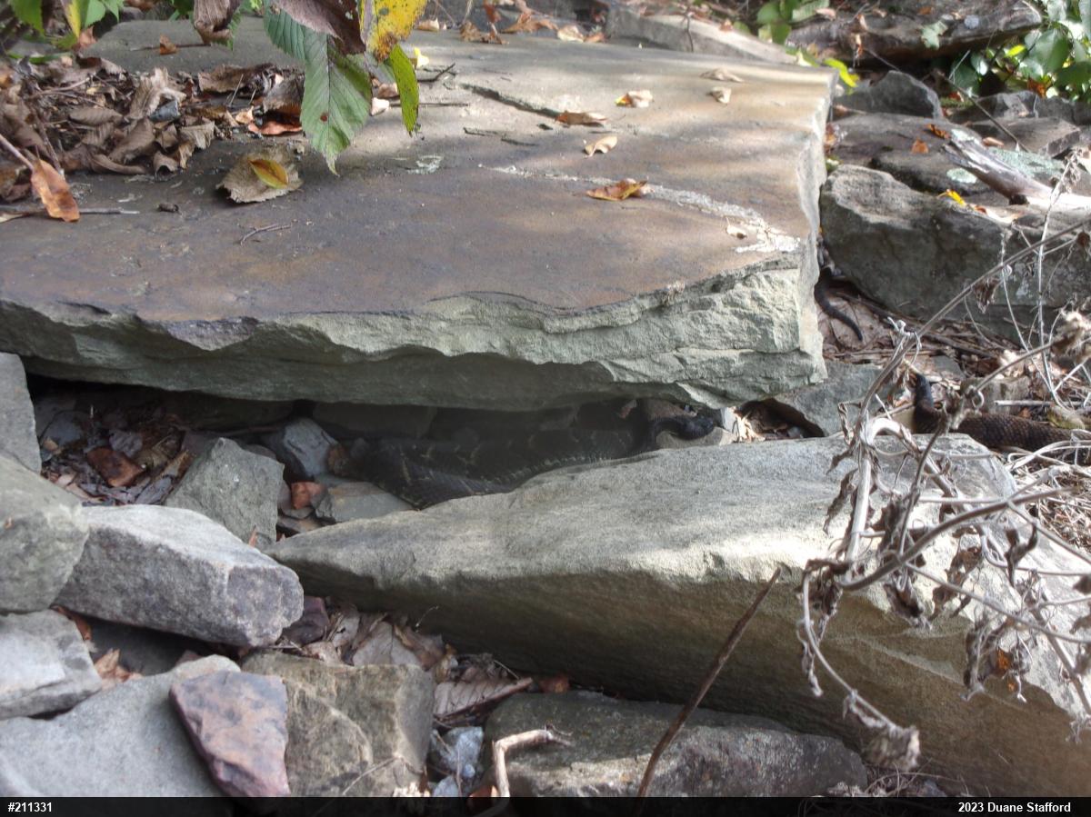 Timber Rattlesnake
