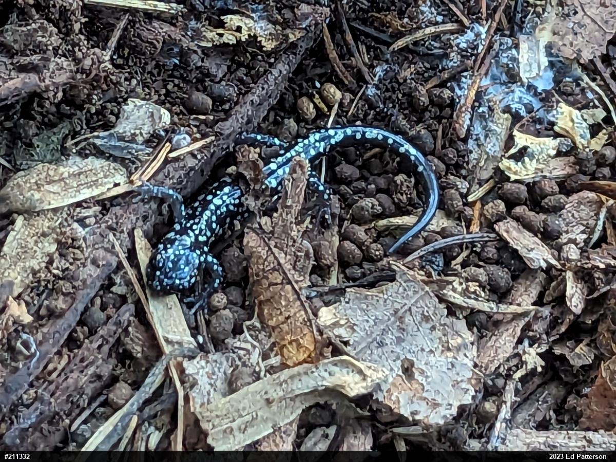 Northern Slimy Salamander