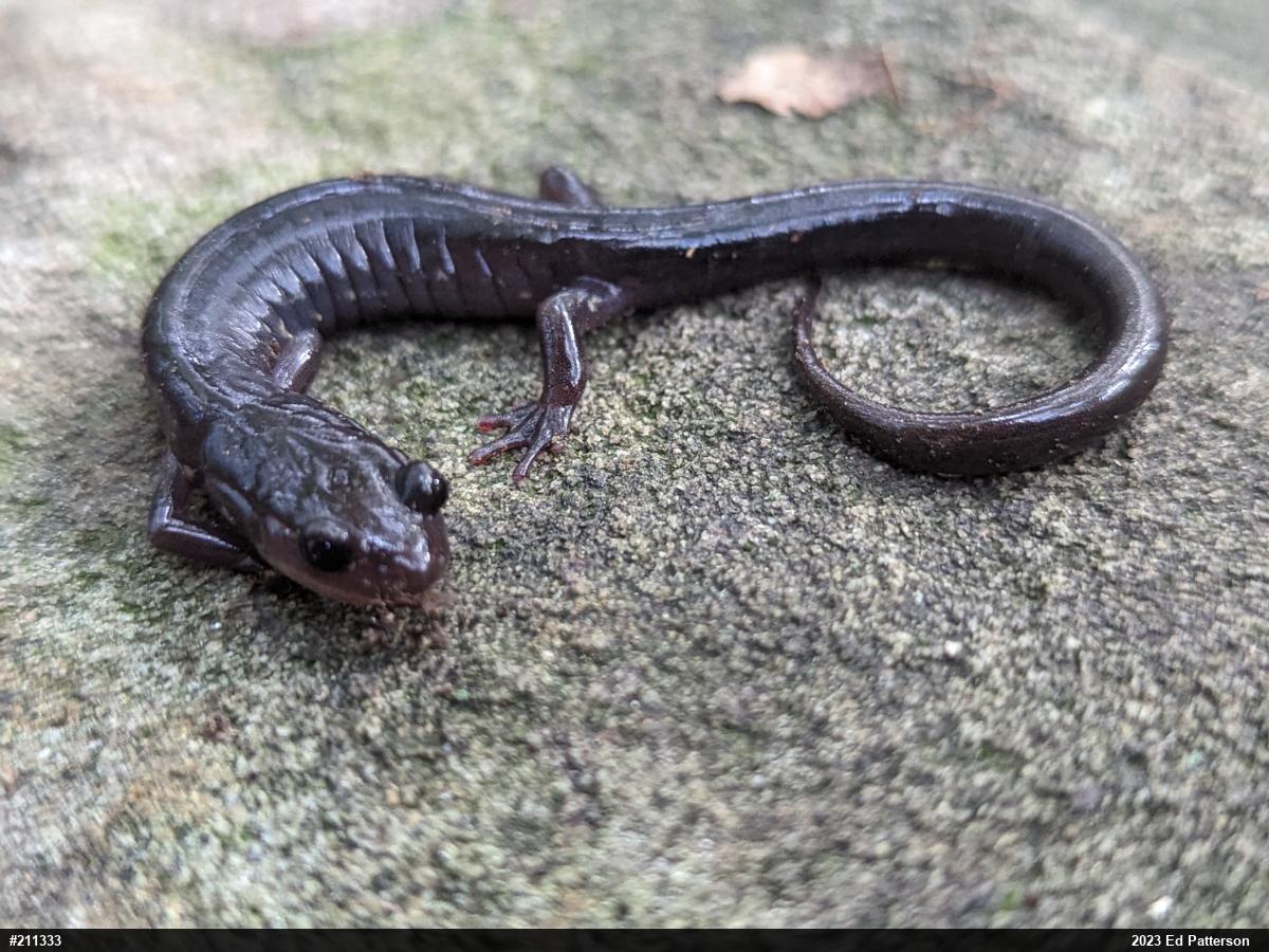 Wehrle's Salamander