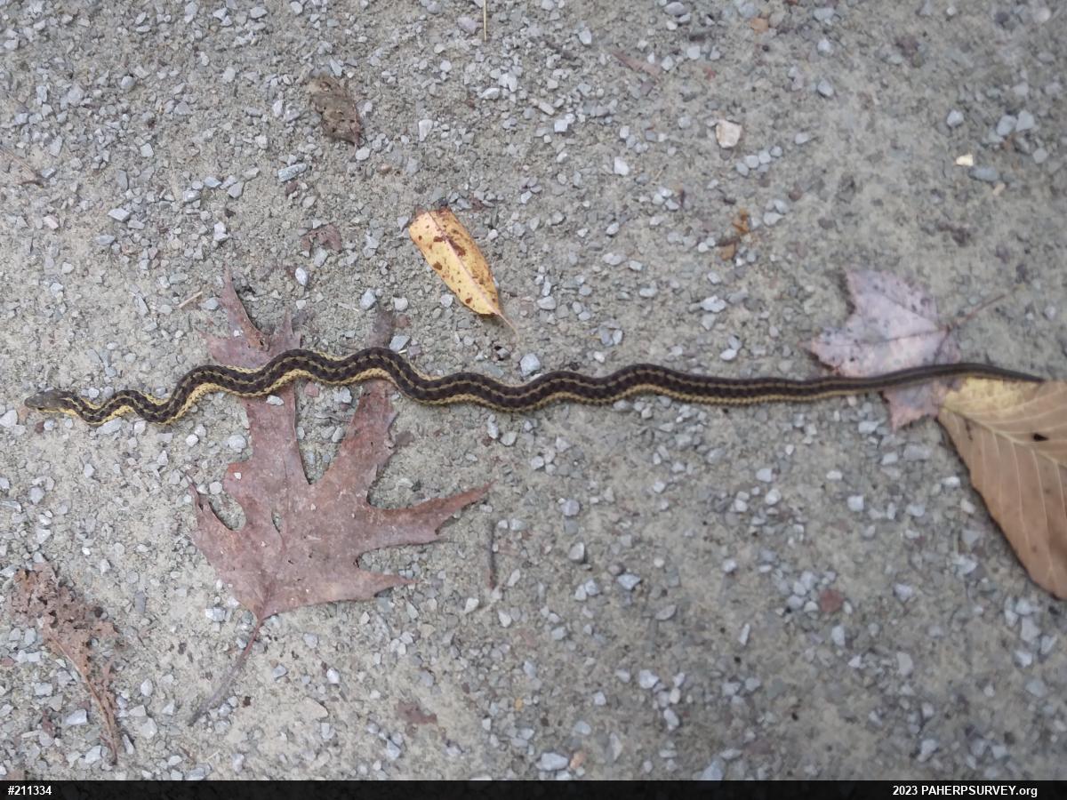 Eastern Gartersnake