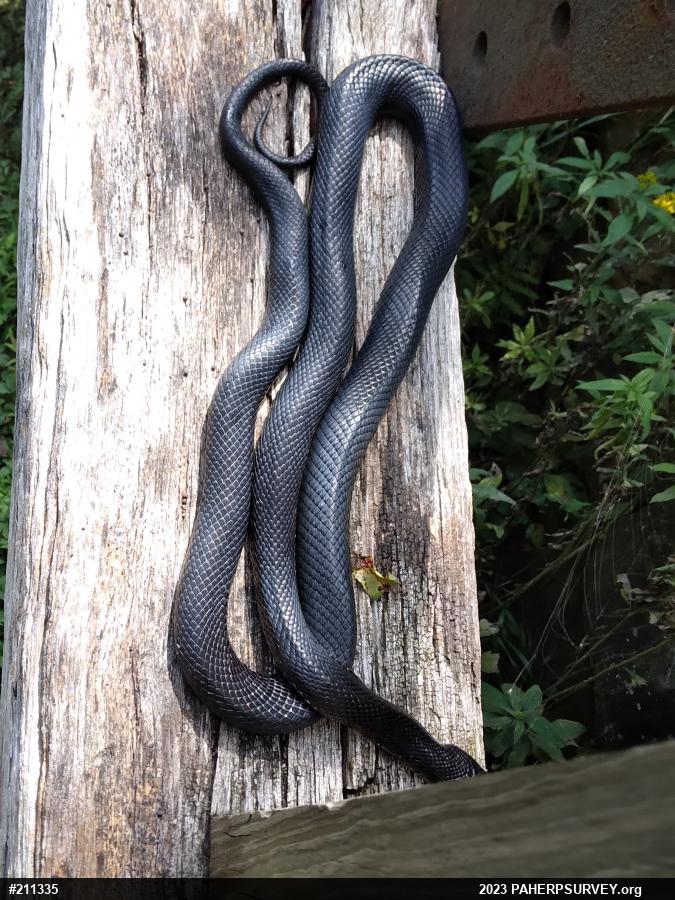 Eastern Ratsnake