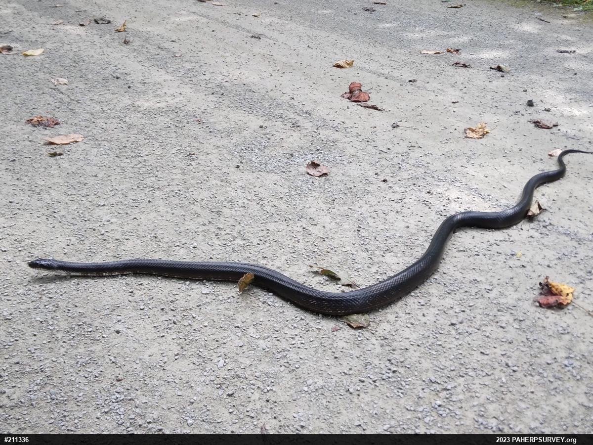 Eastern Ratsnake