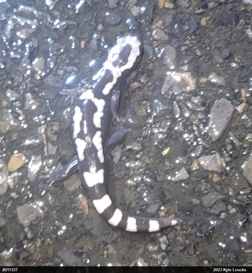 Marbled Salamander