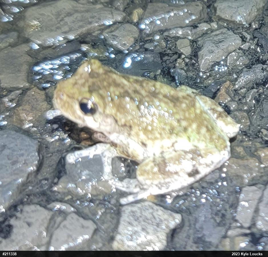 Unknown Gray Treefrog