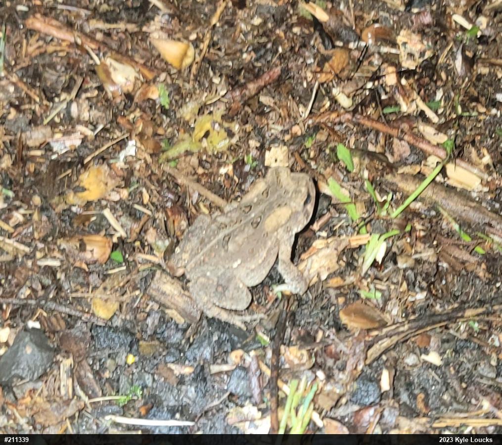 Eastern American Toad