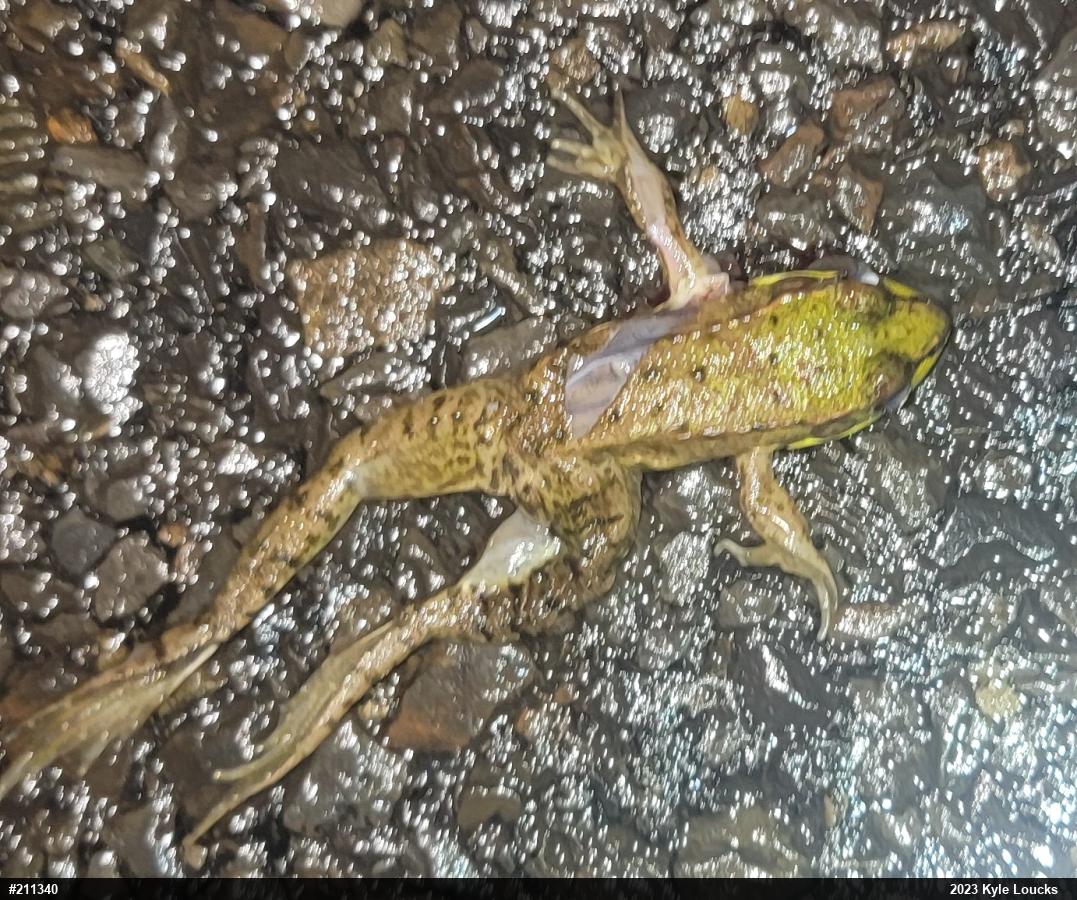 Green Frog