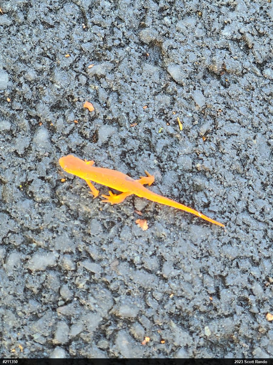 Red-spotted Newt