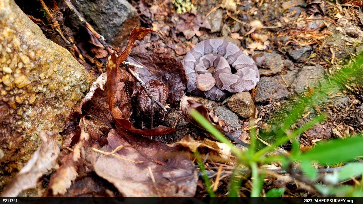 Northern Copperhead