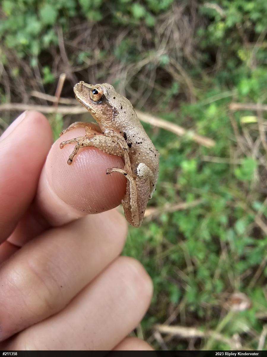Spring Peeper
