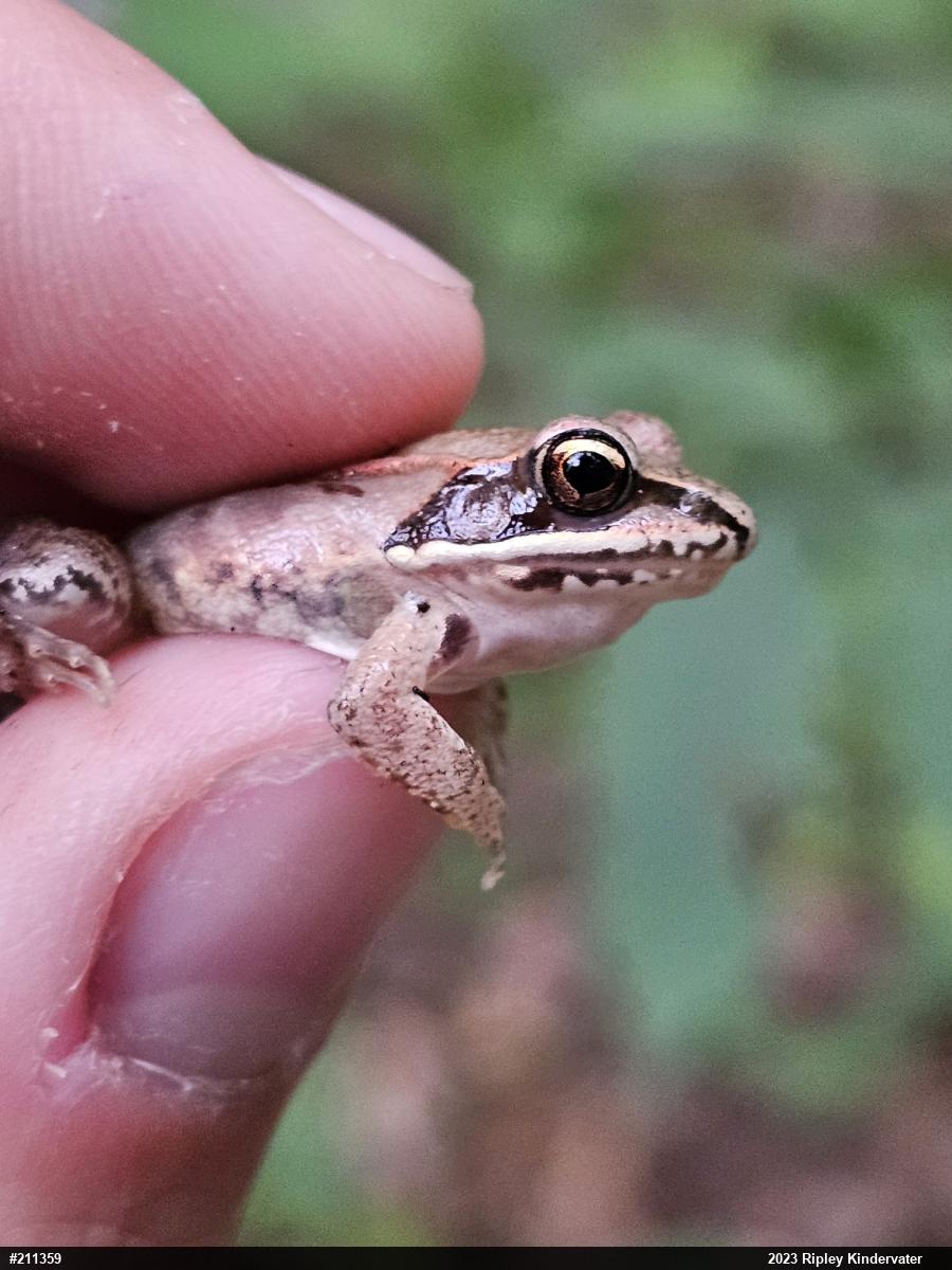 Wood Frog