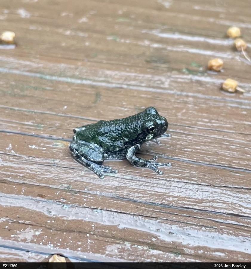 Unknown Gray Treefrog