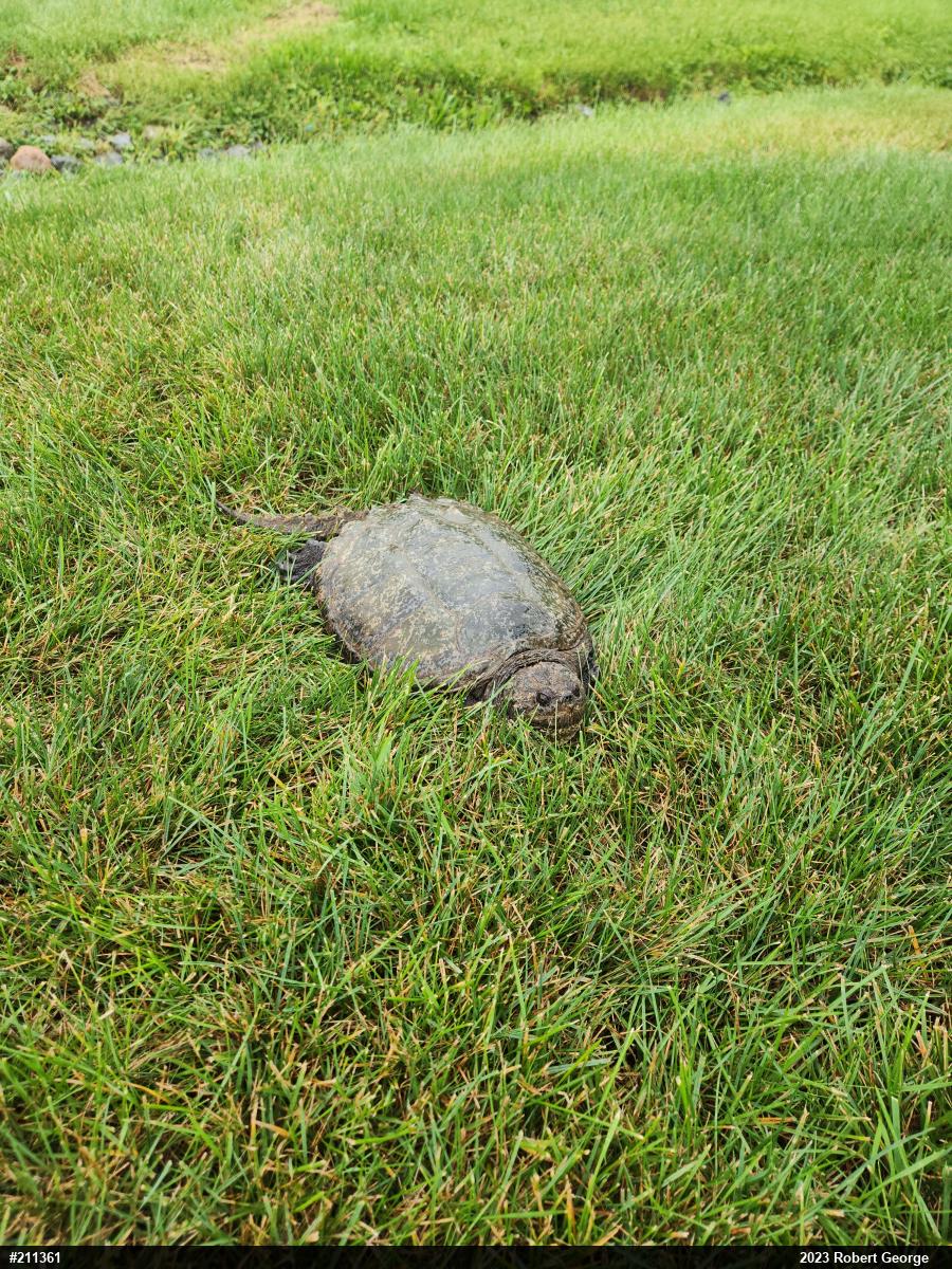 Snapping Turtle