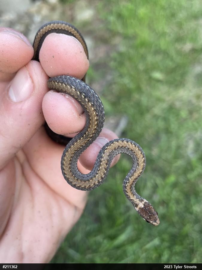 Red-bellied Snake
