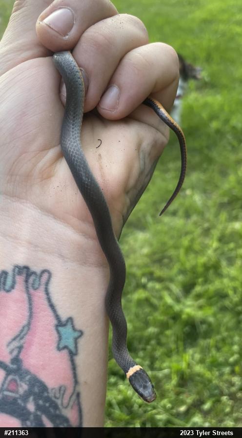 Northern Ring-necked Snake