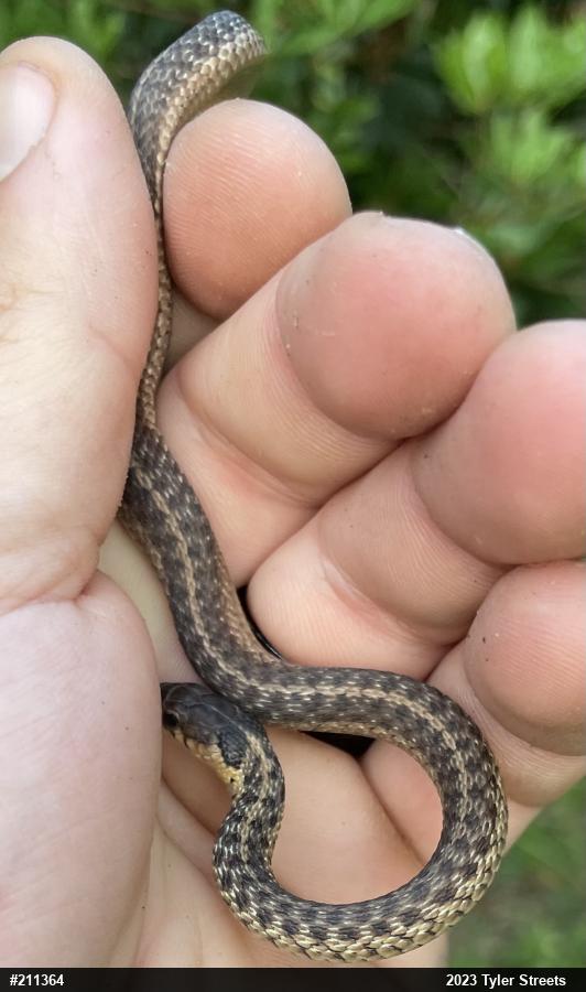 Eastern Gartersnake