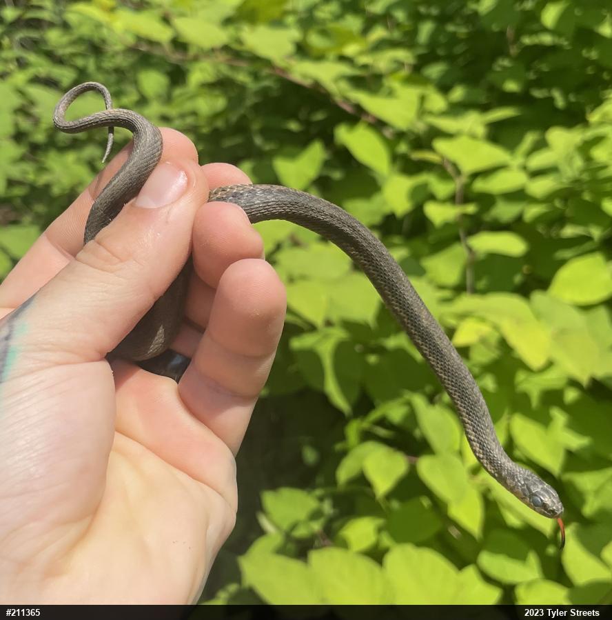 Eastern Gartersnake