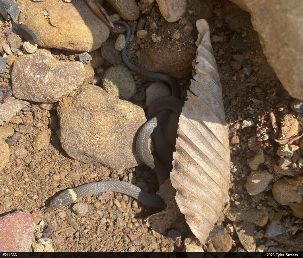 Northern Ring-necked Snake