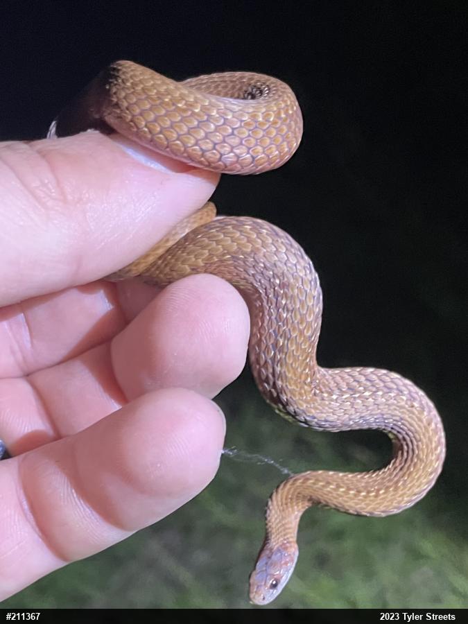 Red-bellied Snake