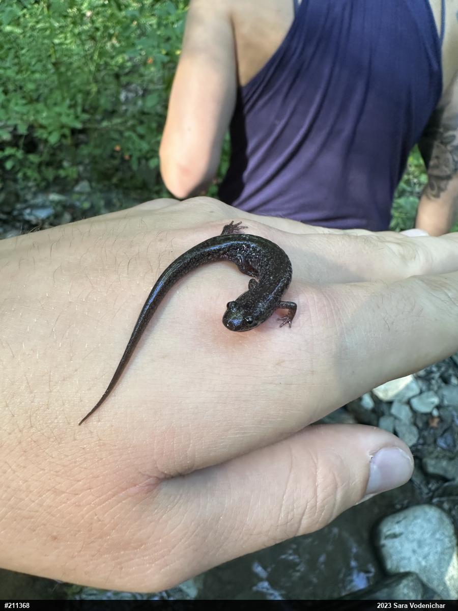 Allegheny Mountain Dusky Salamander