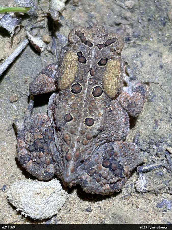 Eastern American Toad
