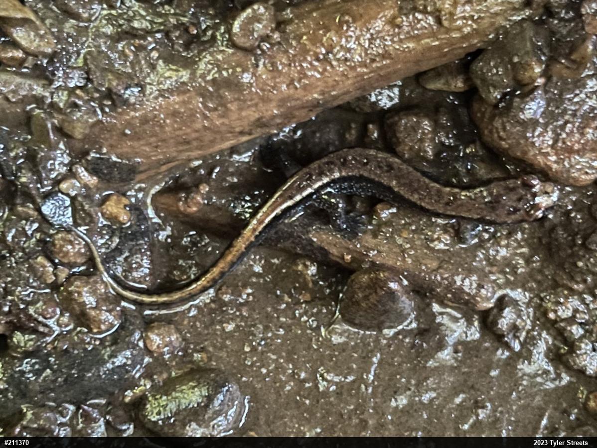 Allegheny Mountain Dusky Salamander