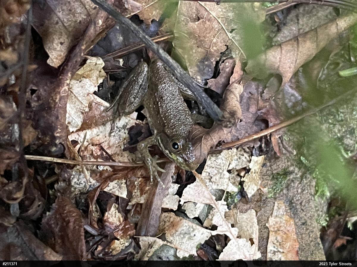 Green Frog
