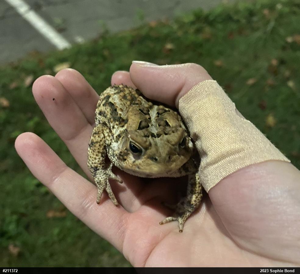 Eastern American Toad