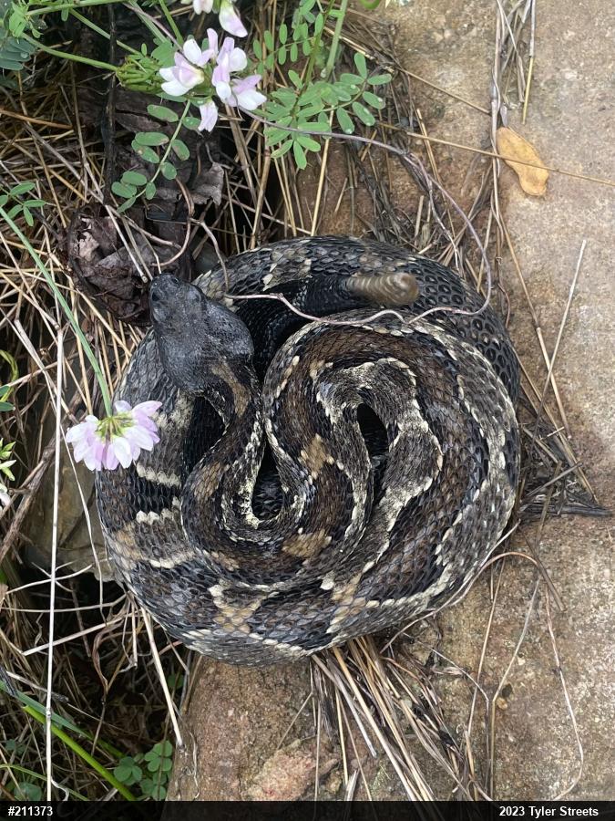Timber Rattlesnake