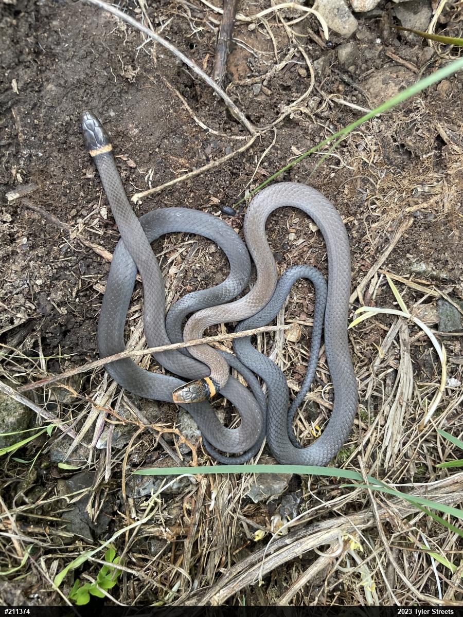 Northern Ring-necked Snake