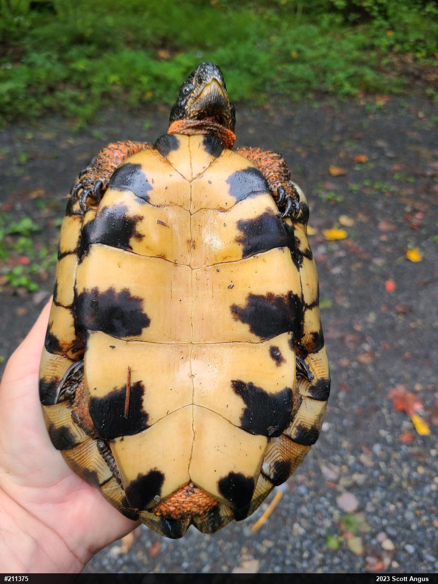 Wood Turtle