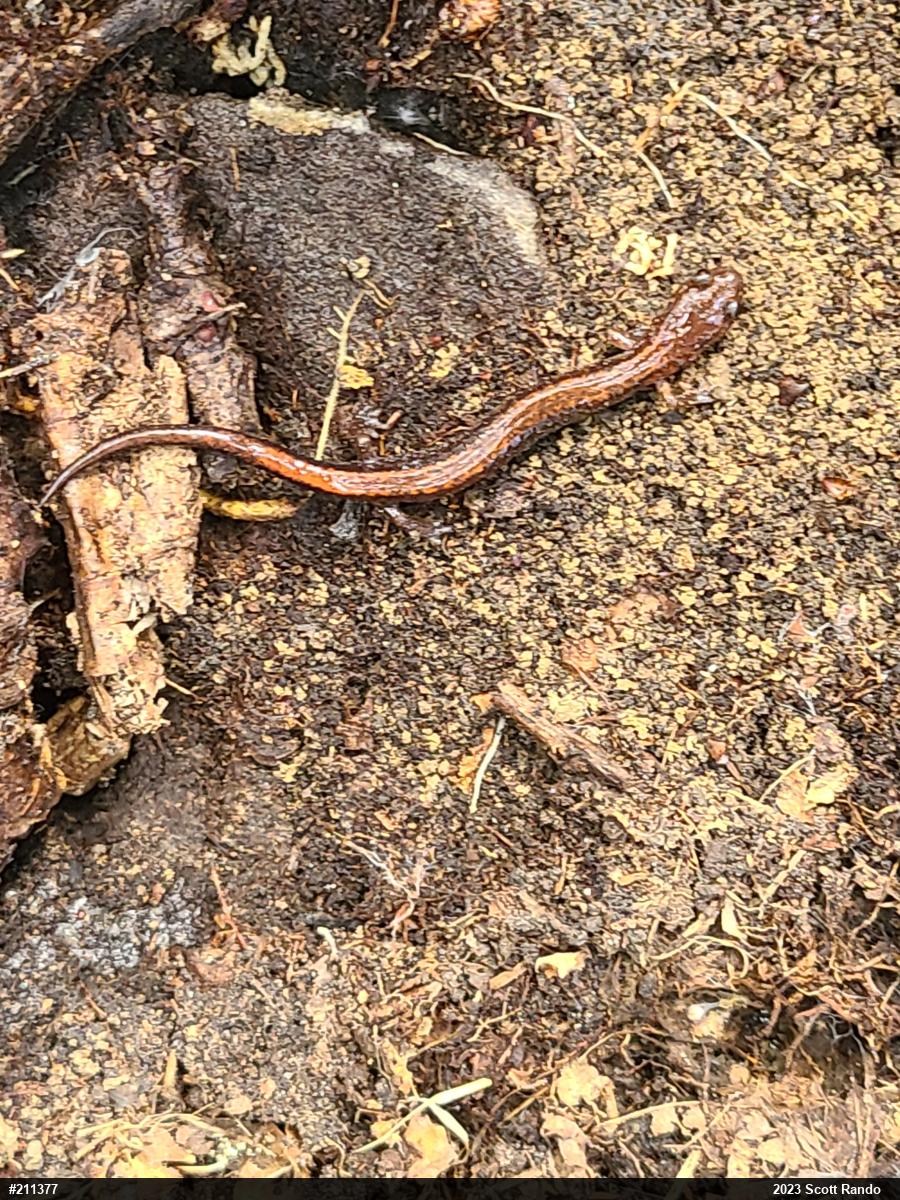 Eastern Red-backed  Salamander