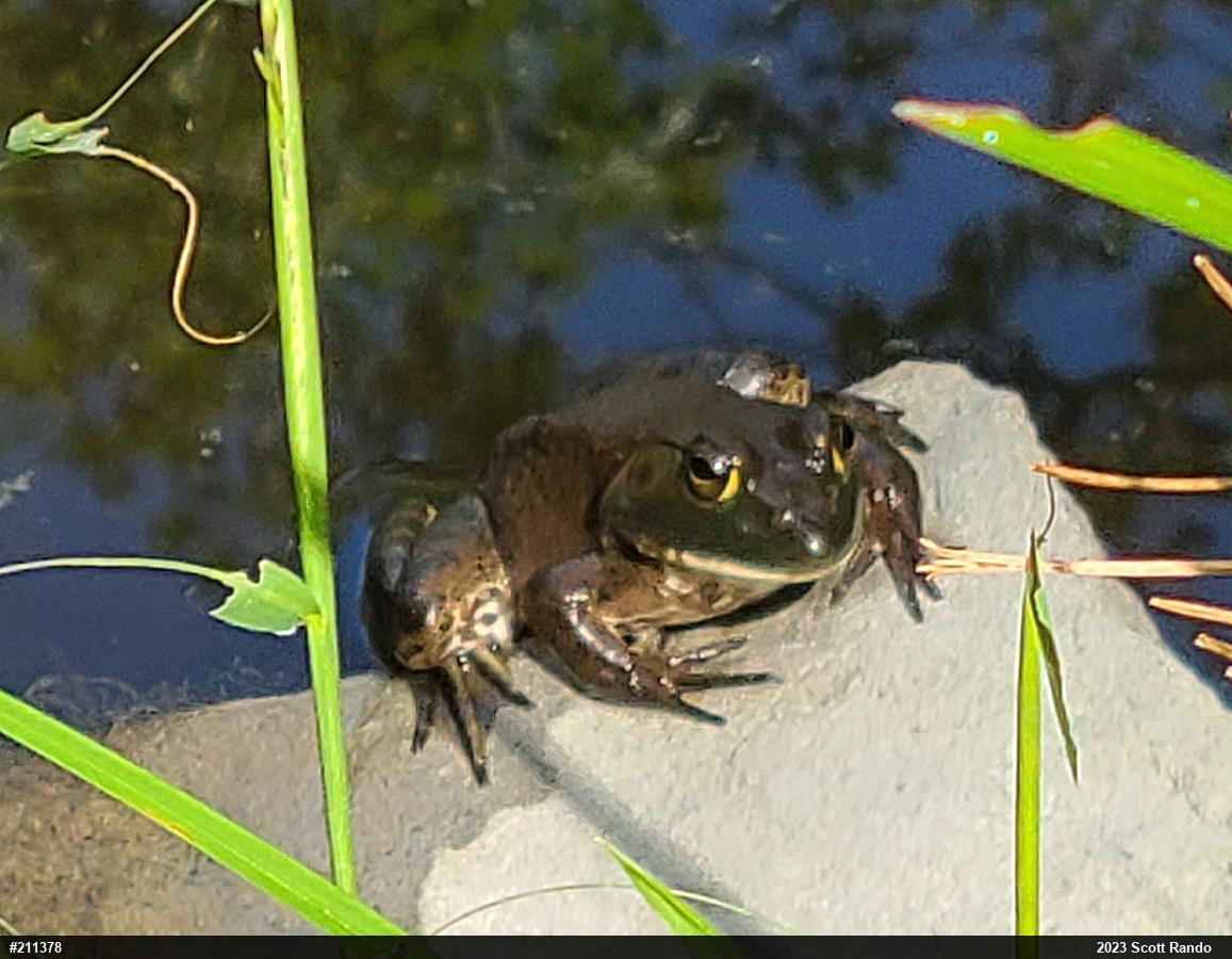 American Bullfrog