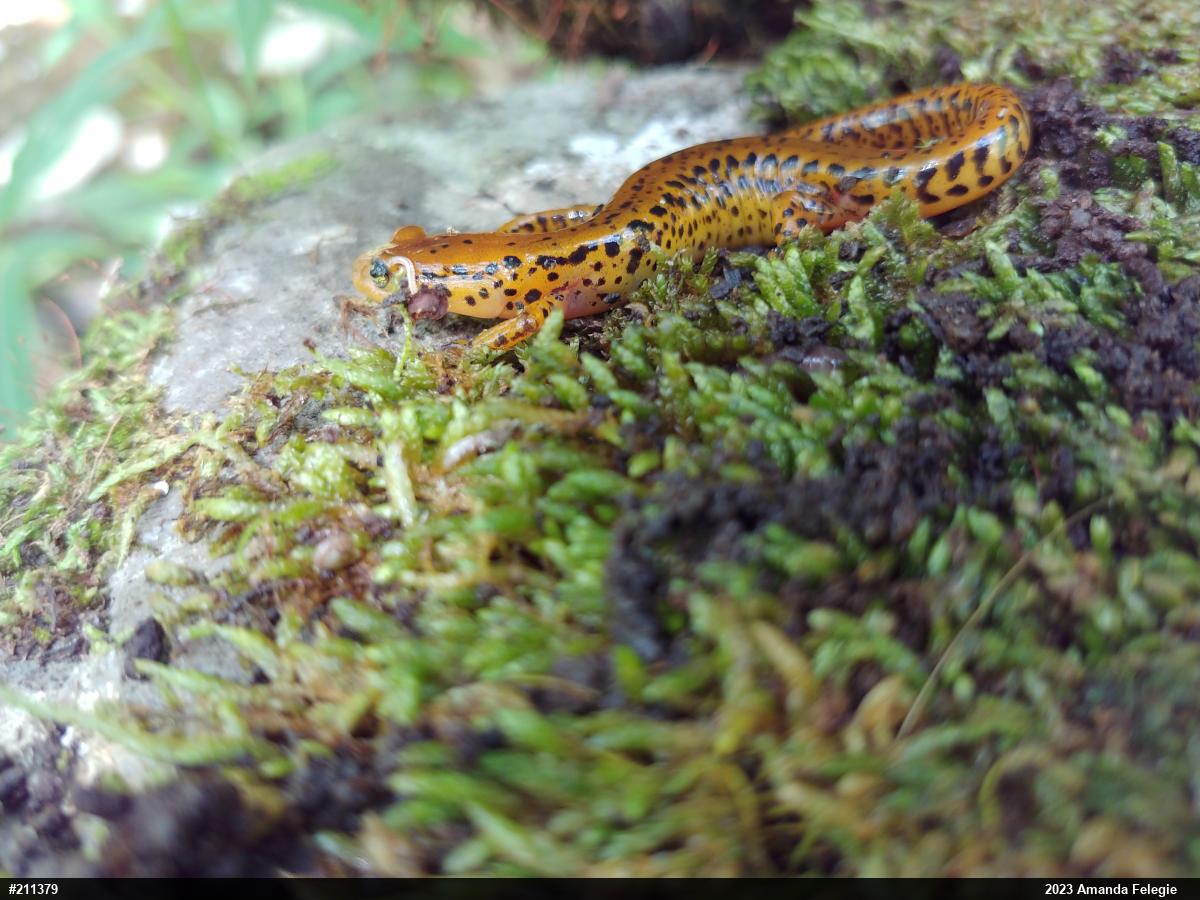 Eastern Long-tailed Salamander