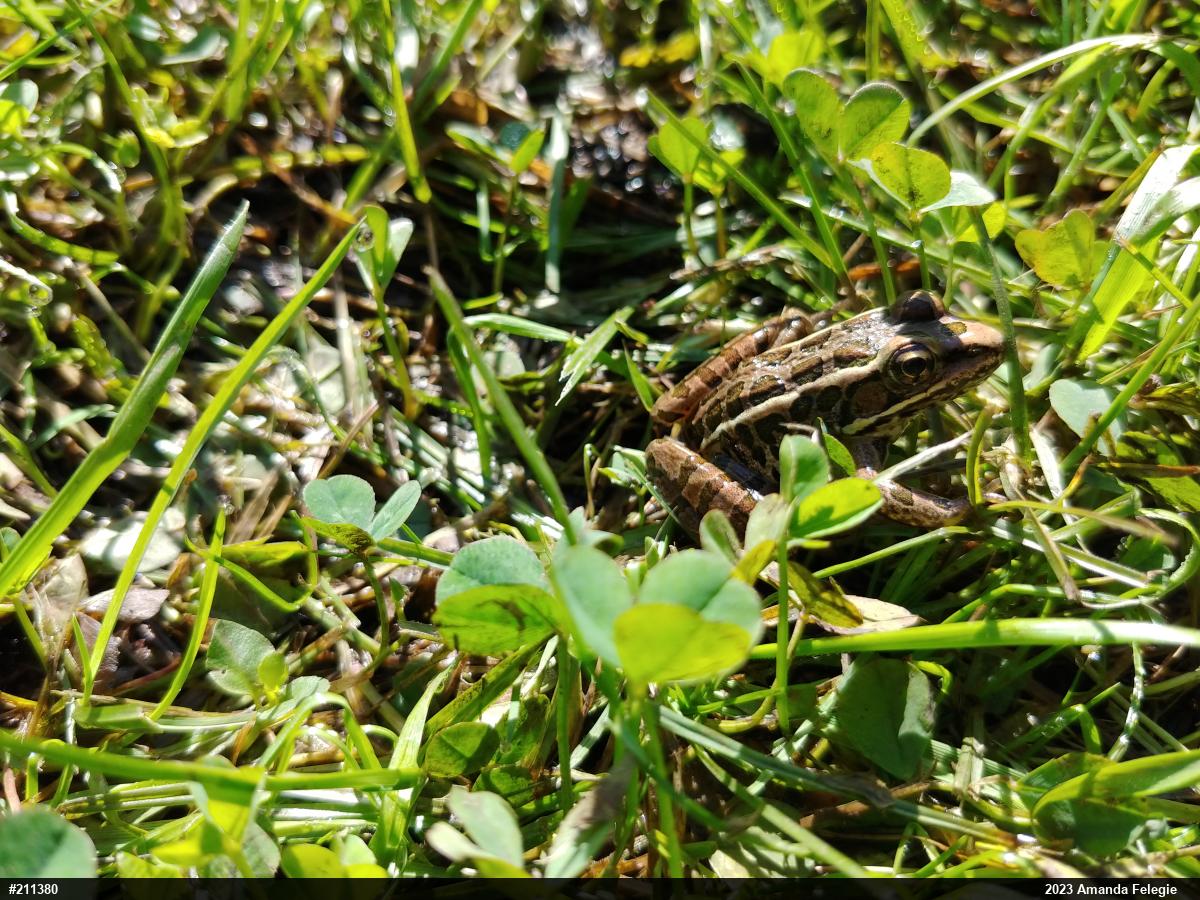 Pickerel Frog