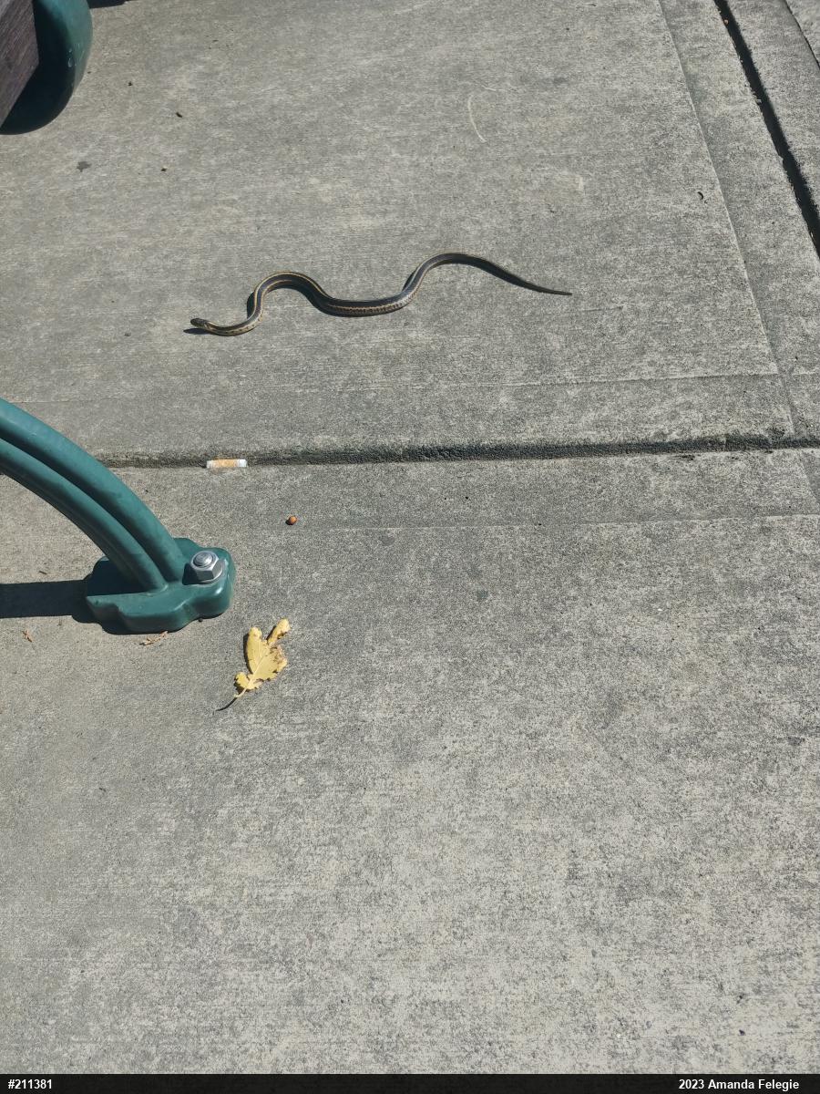 Eastern Gartersnake