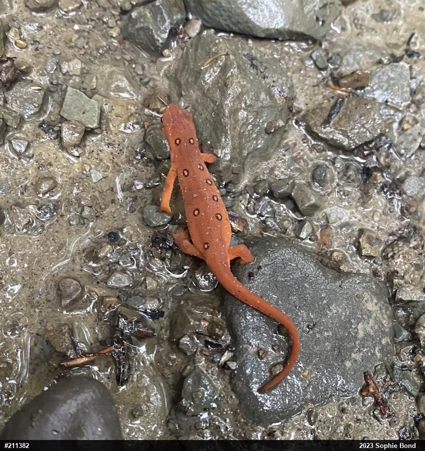 Red-spotted Newt