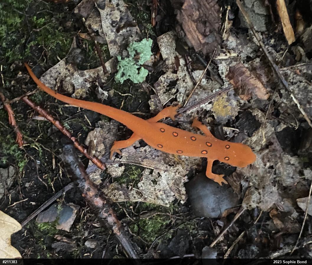 Red-spotted Newt