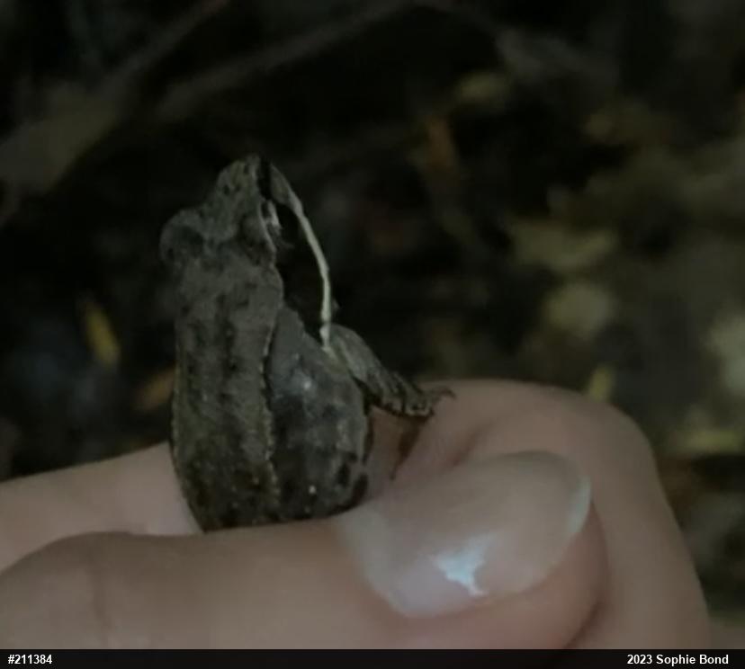 Wood Frog