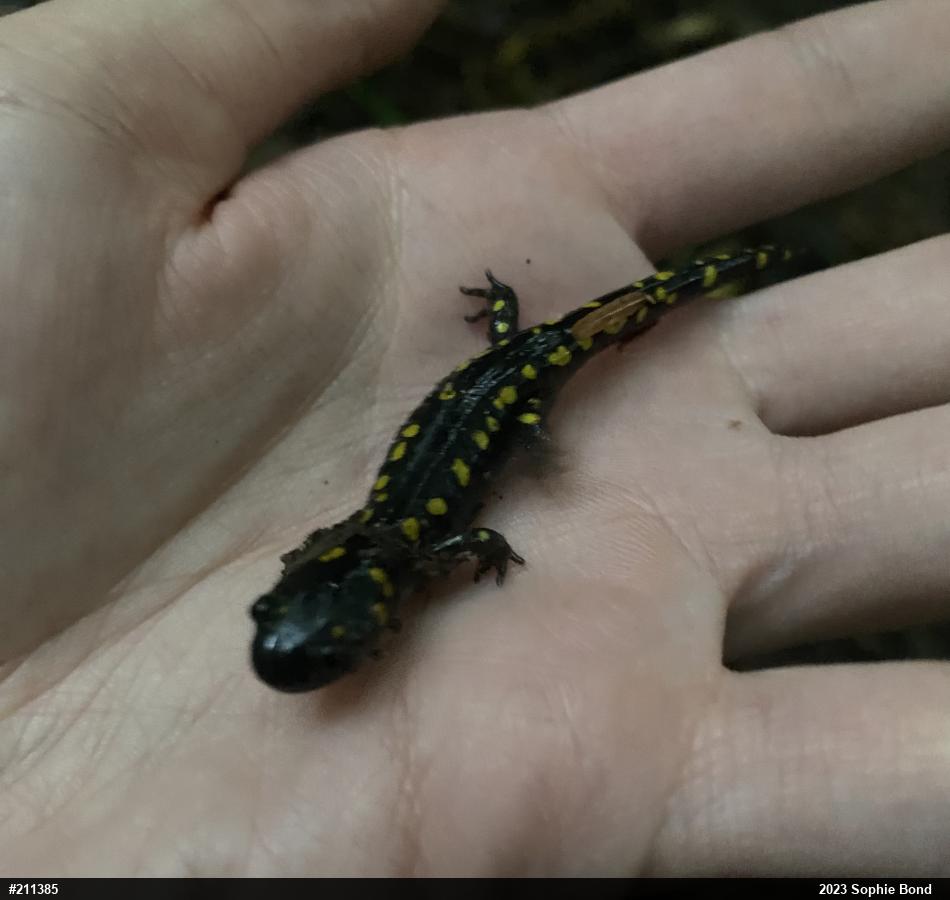 Spotted Salamander