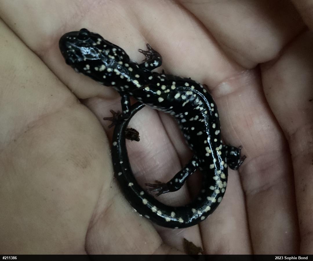 Northern Slimy Salamander