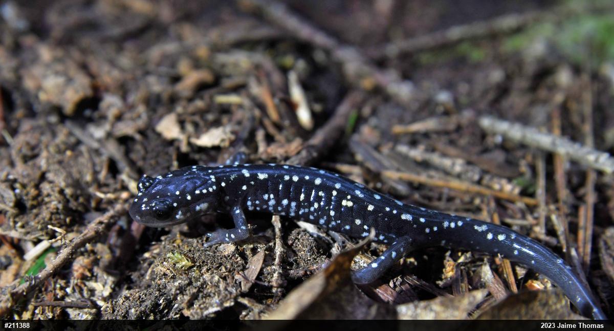 Northern Slimy Salamander