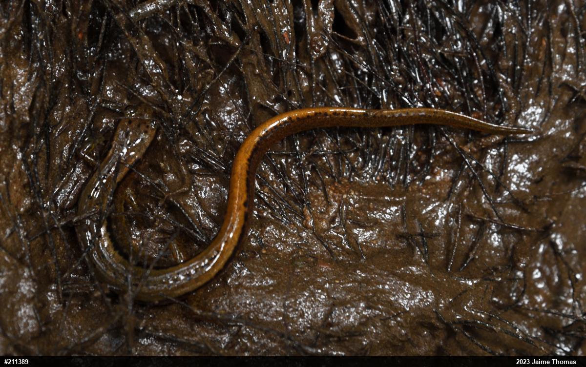 Northern Two-lined Salamander