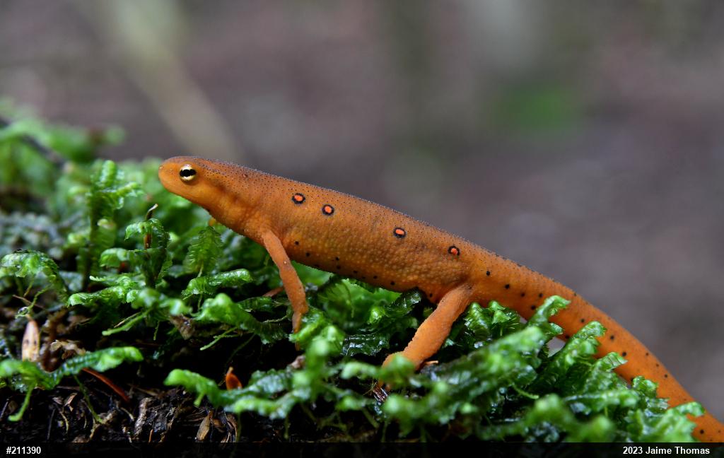 Red-spotted Newt