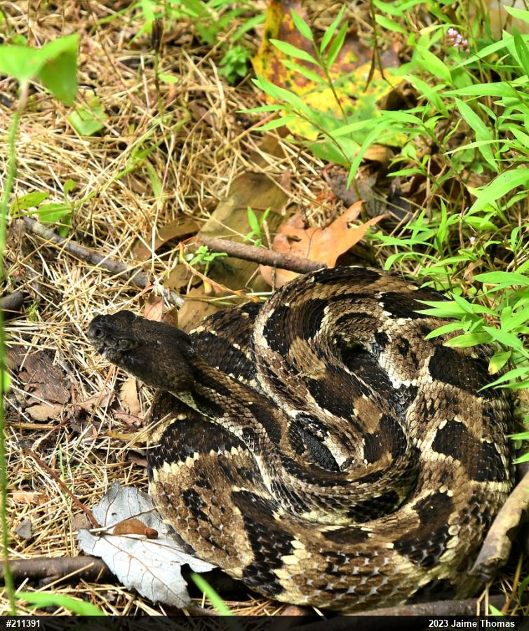 Timber Rattlesnake