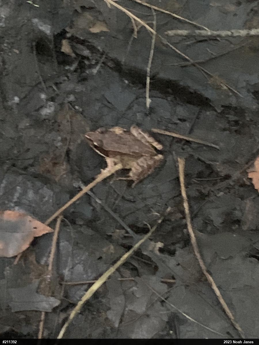 Wood Frog