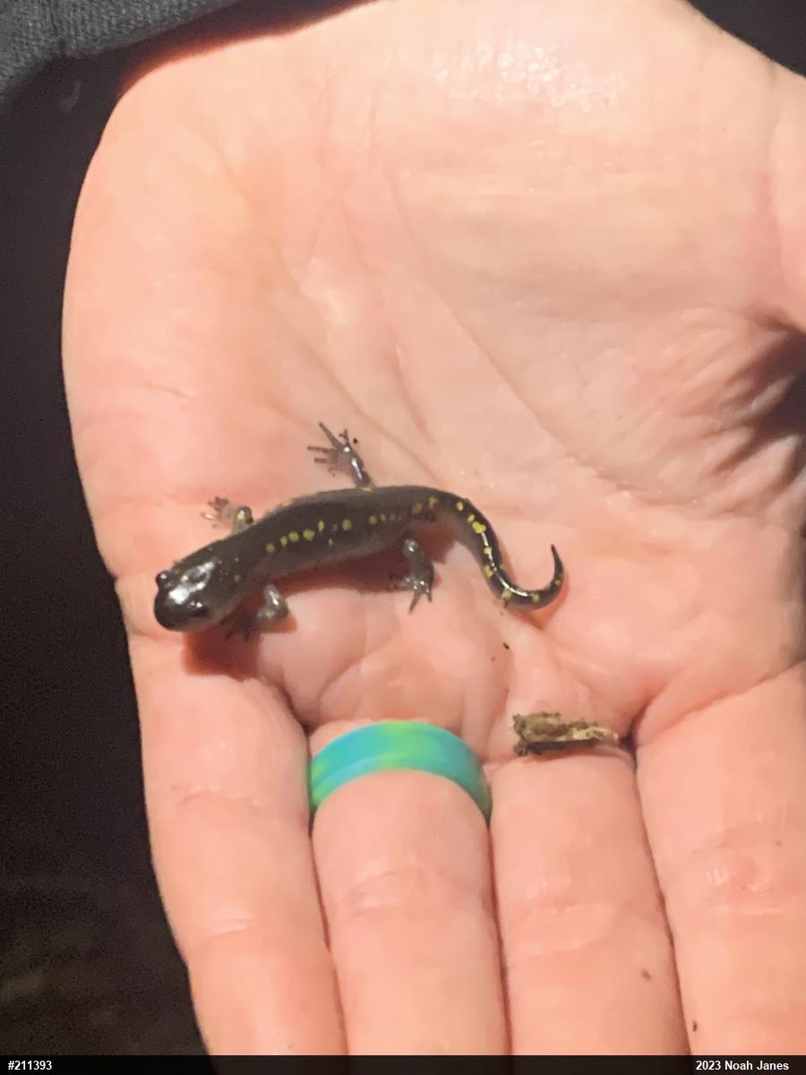 Spotted Salamander