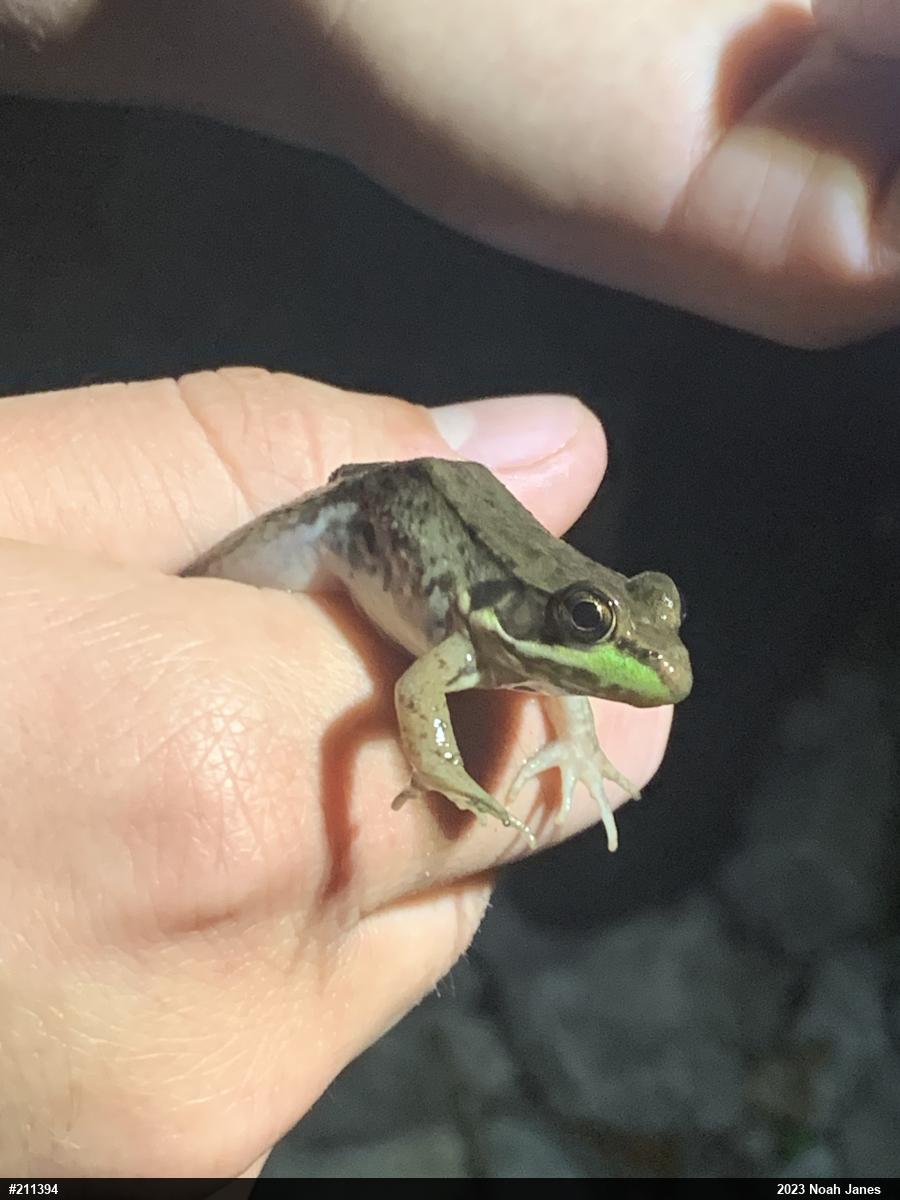 Green Frog